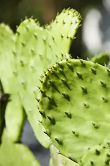 Pad of cactus used to raise the Cochineal beetle for making red dye
