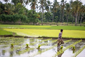 Farmer Prints: A paddy farmer at work in a rice field, Sumba, Indonesia, Southeast Asia, Asia