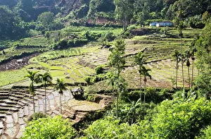 Irrigation Prints: Paddy field rice farming terraces, Ella, Badulla District, Uva Province, Sri Lanka, Asia