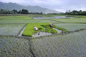 Paddy Fields