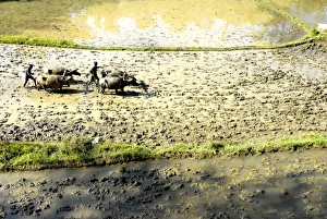 Images Dated 7th January 2007: Paddy fields, Coorg, Karnataka, India