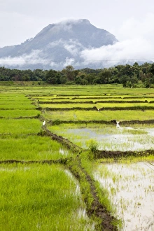 Sri Lankan Prints: Paddy fields with mountain in the background, Sri Lanka, Asia