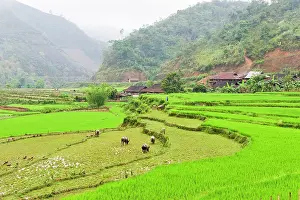 Farmers Prints: Paddy fields along the river bank in Cao Bang province filled with farmers and water buffalo in Northern Vietnam