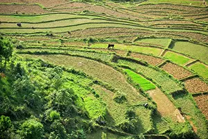 Northern Prints: Paddy fields surround Tam Son village seen from Quan Ba Pass on the way to Yen Minh in northern Vietnam