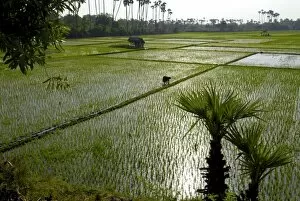 Paddy fields, Tamil Nadu, India, Asia