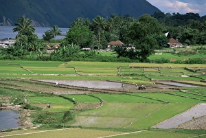 Tuk Tuk Prints: Paddy fields at Tuk Tuk