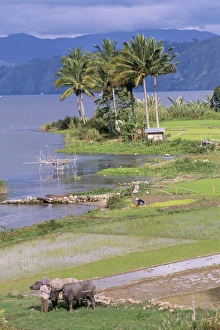 Tuk Tuk Prints: Paddy fields at Tuk Tuk on Samosir Island in Lake Toba