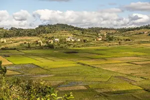 Rice Prints: Paddy rice field landscape in the Madagascar Central Highlands near Ambohimahasoa