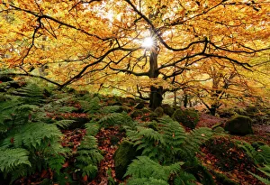 Fern Prints: Padley Gorge, Peak District, Derbyshire, England, United Kingdom, Europe