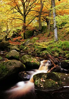 Autumnal Prints: Padley Gorge, Peak District, Derbyshire, England, United Kingdom, Europe