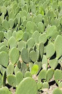 Creating Prints: Pads of cactus used to raise the cochineal beetle for making red dye