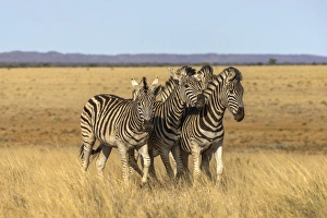 Four Animals Prints: Pains zebra (Equus quagga burchelli), Mokala National Park, South Africa, Africa