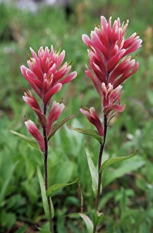 Stem Prints: Paintbrush, Banff National Park, Alberta, Canada, North America