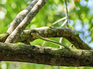 Snake Prints: Painted bronzeback snake moves along a branch in a forest in Malaysia during daytime