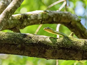 Snake Prints: Painted bronzeback snake resting on a branch in a forest setting during daylight in Malaysia