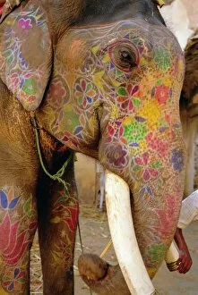 Images Dated 2nd August 2008: Painted elephant