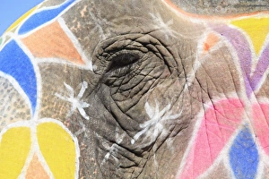 Jolly Prints: Painted elephant, Amber Fort Palace, Jaipur Rajasthan, India, Asia