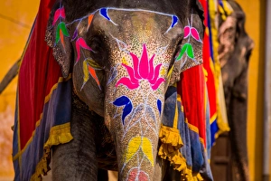 Working Animals Prints: Painted elephant, Amer Fort, Jaipur, Rajasthan, India, Asia