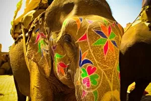 Images Dated 24th February 2010: Painted elephant, Amer Fort, Jaipur, India, Asia