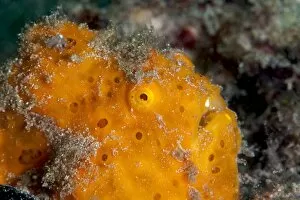 Images Dated 26th May 2008: Painted frogfish (Antennarius pictus), Sulawesi, Indonesia, Southeast Asia, Asia