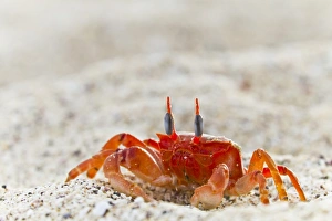 Crab Prints: Painted ghost crab (Ocypode gaudichaudii)