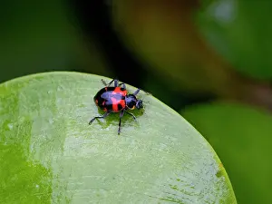 Entomology Prints: Painted ladybug, Coleomegilla occulta