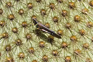 Santa Cruz Island Prints: Painted locust (Schistocerca melanocera) on endemic opuntia cactus