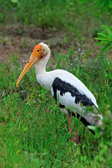 Beak Prints: Painted stork foraging in grassland during daylight in a natural habitat in Sri Lanka