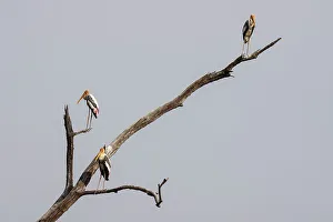 Three Animals Prints: Painted Stork (Mycteria leucocephala)