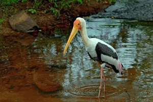 Beak Prints: Painted stork walks and fishes in shallow water during the day in Sri Lanka