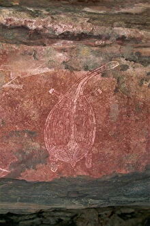Images Dated 1st February 2008: Painting of a turtle at the Aboriginal rock art site at Ubirr Rock, Kakadu National Park