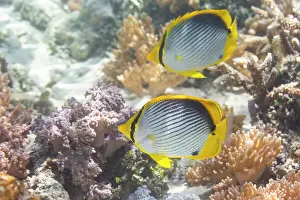A pair of adult blackback butterflyfish (Chaetodon melannotus), off Bangka Island, near Manado, Sulawesi, Indonesia, Southeast Asia, Asia