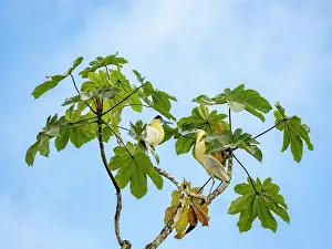 Avifauna Prints: A pair of adult capped herons, Pilherodius pileatus