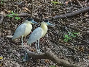 Beak Prints: A pair of adult capped herons, Pilherodius pileatus