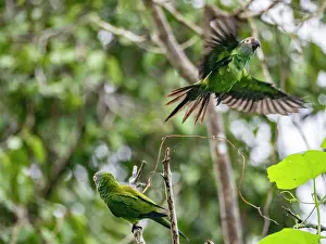 Rainforests Prints: A pair of adult dusky-headed parakeets