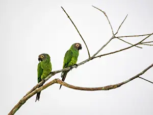 Birding Prints: A pair of adult dusky-headed parakeets