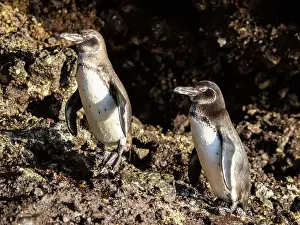 Urbina Bay Prints: A pair of adult Galapagos penguins (Spheniscus mendiculus)
