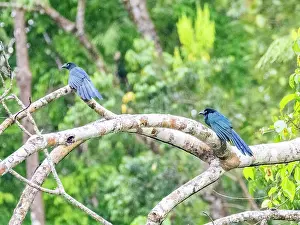 Avifauna Prints: A pair of adult greater anis, Crotophaga major