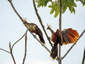 Avifauna Prints: A pair of adult hoatzins, Opisthocomus hoazin