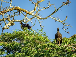 Avifauna Prints: A pair of adult horned screamers