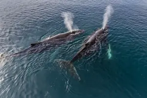 Emergence Prints: A pair of adult humpback whales (Megaptera novaeangliae)