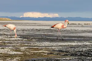Bolivia Prints: A pair of adult Jamess flamingos (Phoenicoparrus jamesi)