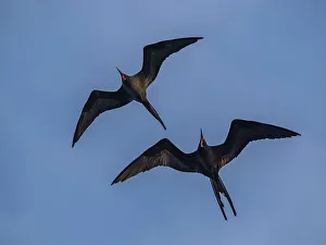 Spread Wings Prints: A pair of adult male great frigatebirds (Fregata minor)