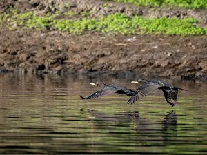 Cormorant Prints: A pair of adult neotropic cormorants