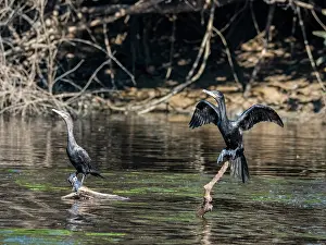 Cormorant Prints: A pair of adult neotropic cormorants
