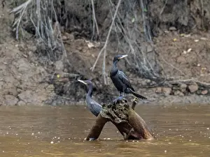 Cormorant Prints: A pair of adult neotropic cormorants