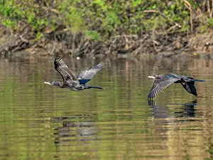 Cormorant Prints: A pair of adult neotropic cormorants
