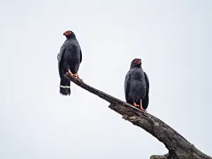 Raptor Prints: A pair of adult slate-colored hawk