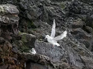 Nest Collection: A pair of adult southern fulmars (Fulmarus glacialoides), on nest at Peter I Island in