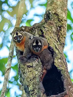 Nocturnal Prints: A pair of adult Spix's night monkeys